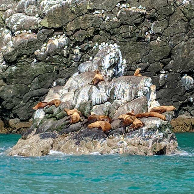 Resurrection Bay Tour Seals